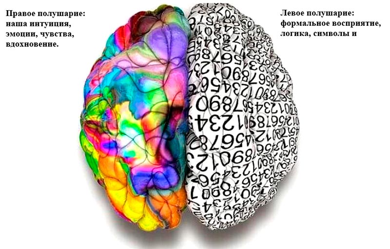 Зрение полушария мозга. Полушария мозга. Цвета полушарий мозга. Восприятие полушарий мозга. Восприятие левого и правого полушария.