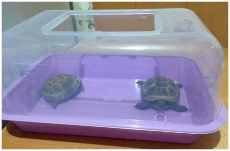 Черепахи в контейнере
