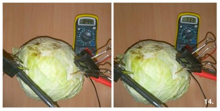 Результаты измерения капусты
