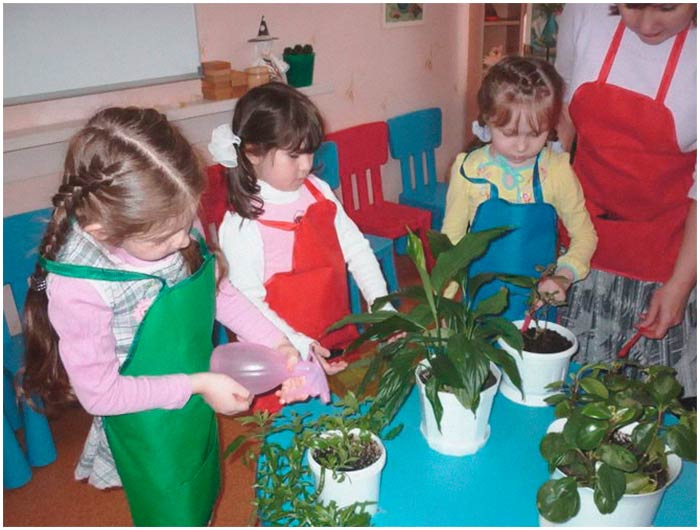Комнатные Растения В Детском Саду Фото