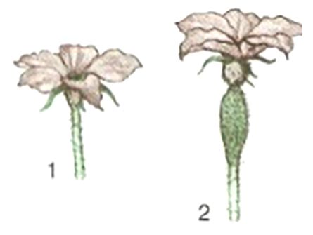 Определите женский и мужской цветок огурца