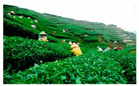 Плантация чая на склоне горы