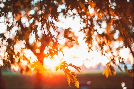 Солнце пробивается сквозь осеннюю листву