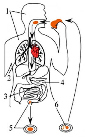 ����� ���� ��������