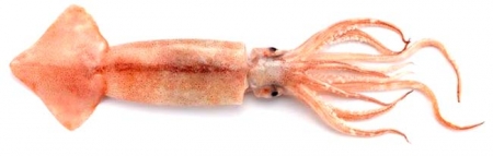 ������� ������������