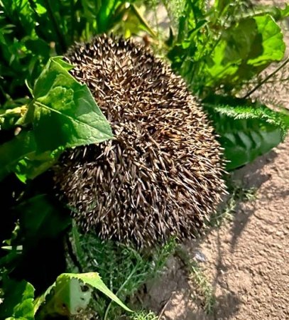 ������������ ��