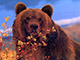 Год из жизни медведя